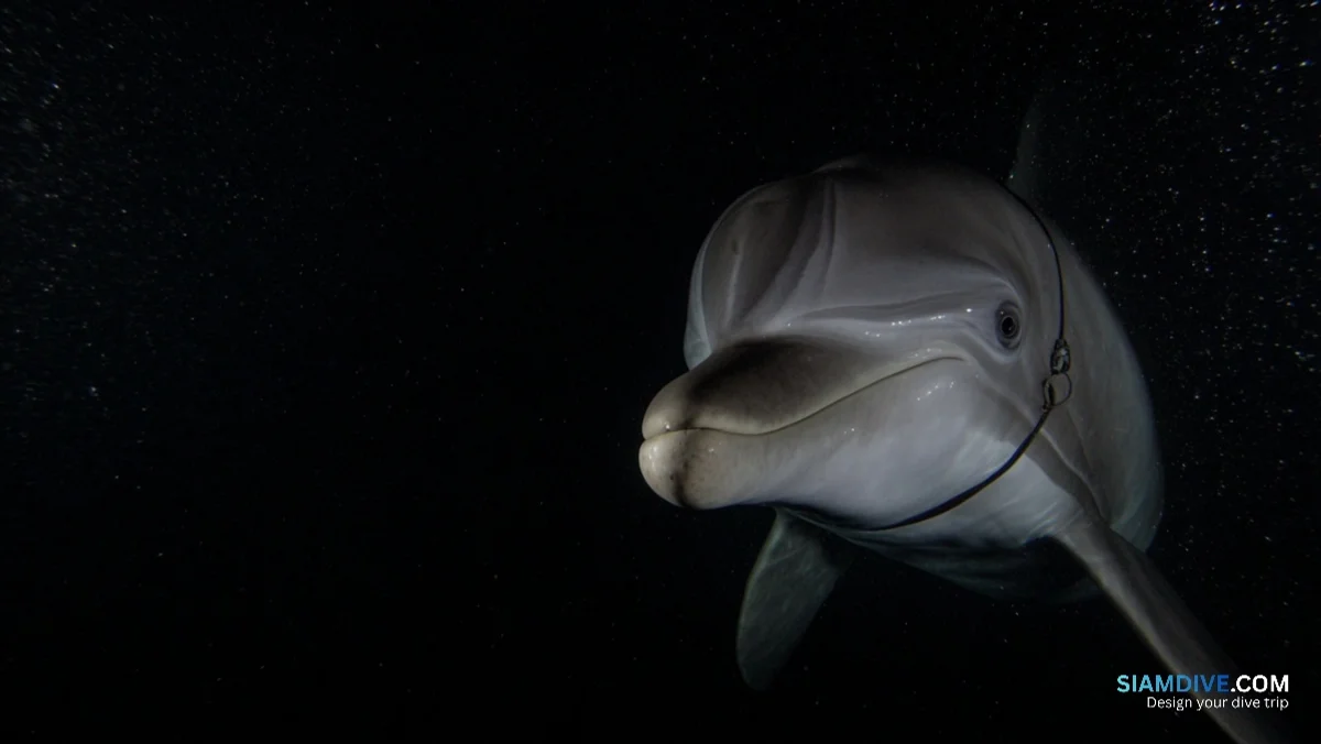 27 dauphins, un avion-cargo et un fantôme de la guerre froide — image 4