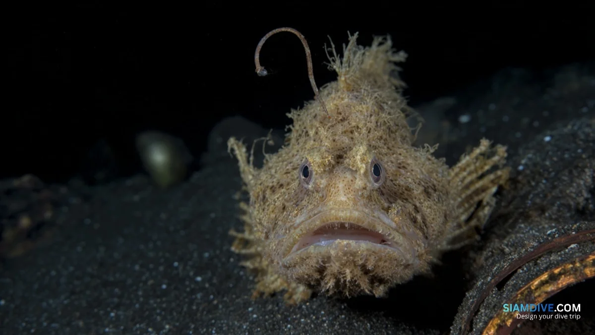 Neun Froschfischarten auf einem Streifen schwarzem Sand — image 4